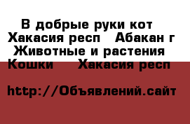 В добрые руки кот - Хакасия респ., Абакан г. Животные и растения » Кошки   . Хакасия респ.